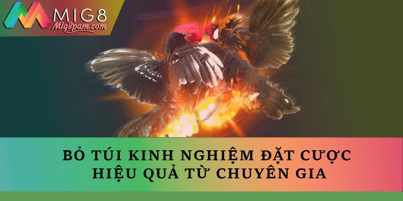 Bỏ túi kinh nghiệm đặt cược hiệu quả từ chuyên gia